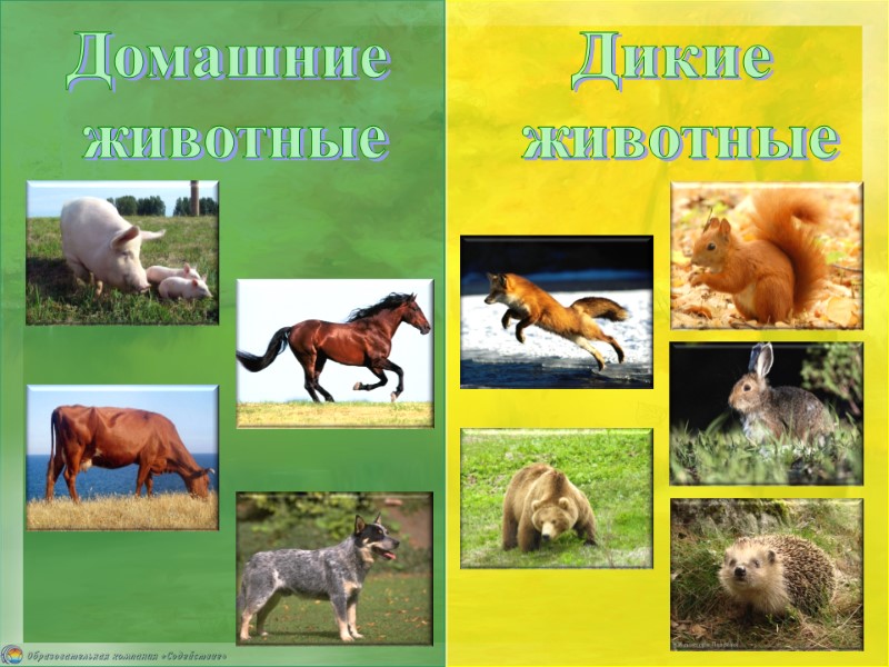 Домашние  животные Дикие  животные